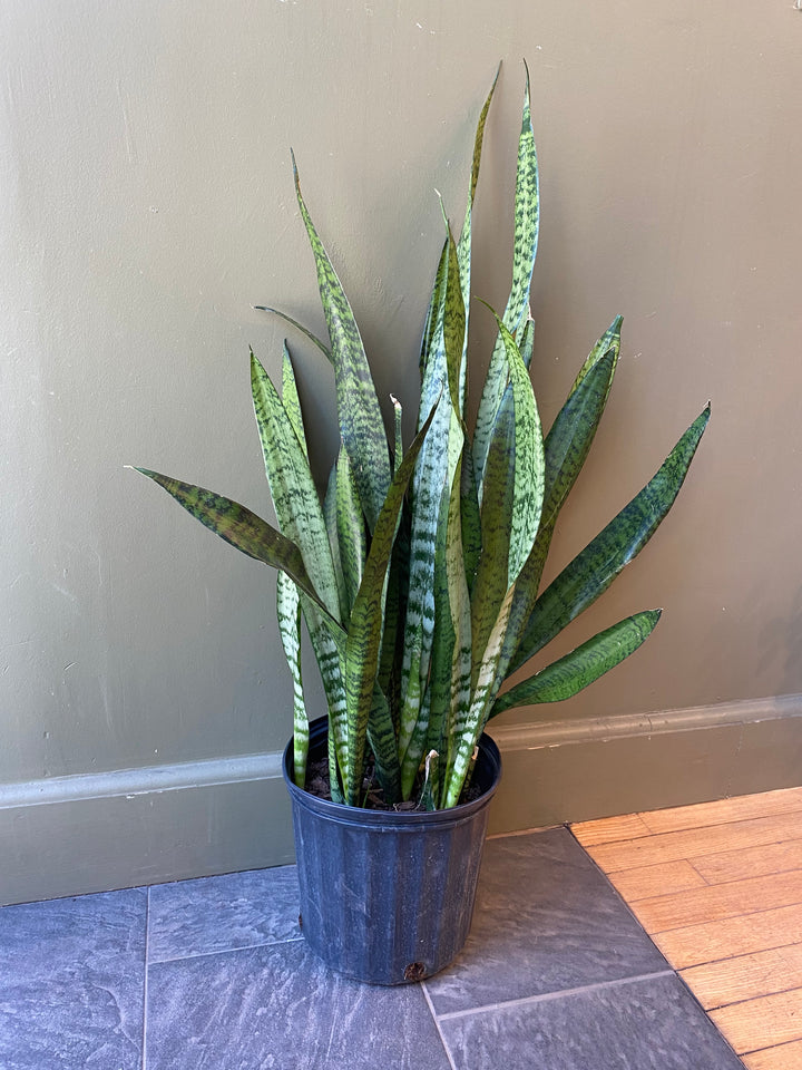 Snake Plant