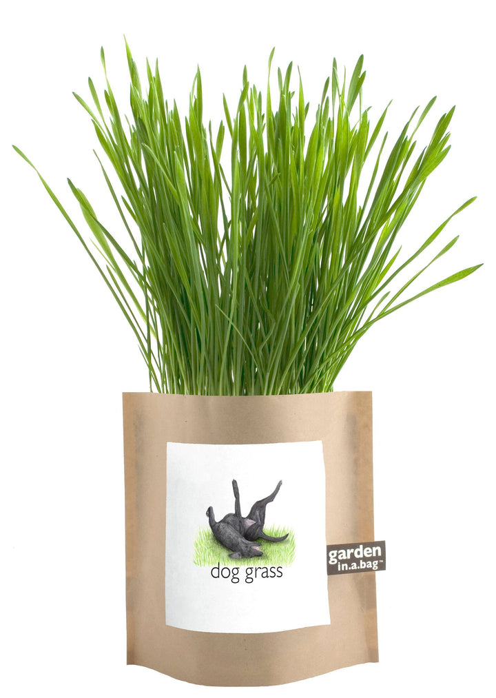 Garden in a Bag - Dog Grass
