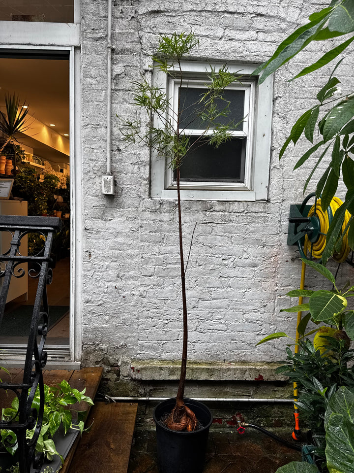 Australian Bottle Tree