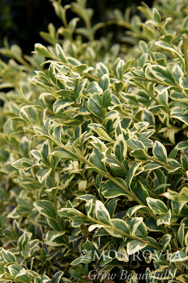 Variegated English Boxwood