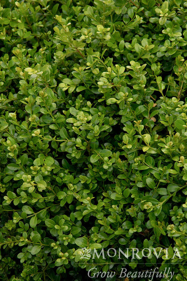Green Beauty Boxwood