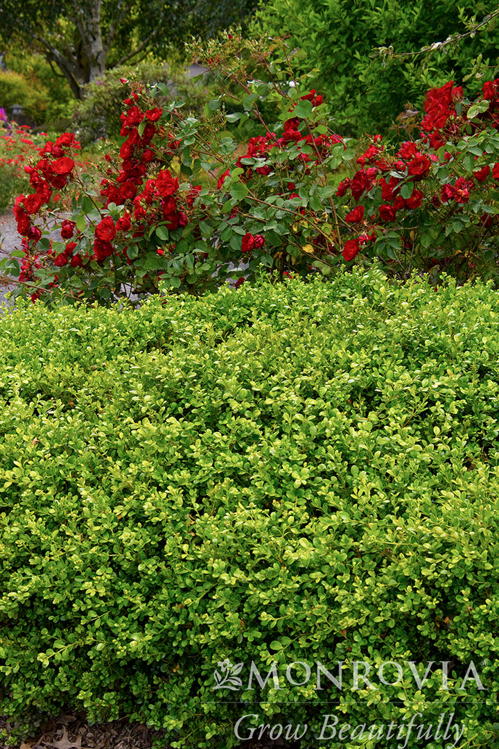 Green Beauty Boxwood