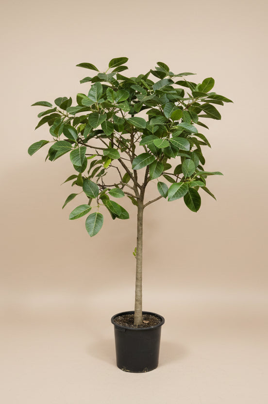 ficus altissima yellow gem height Ficus Altissima 'Yellow Gem' – The Old Yew Plant Shop