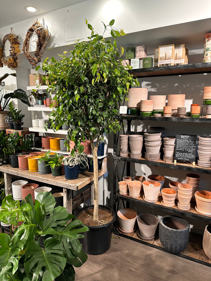 Ficus Benjamina