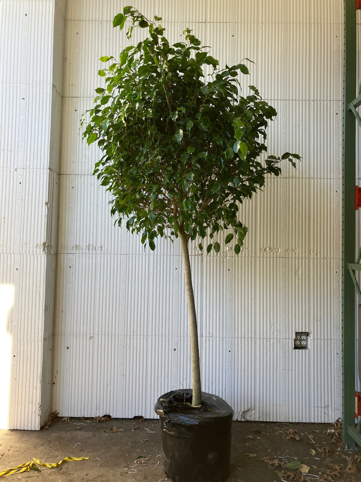 Ficus Benjamina