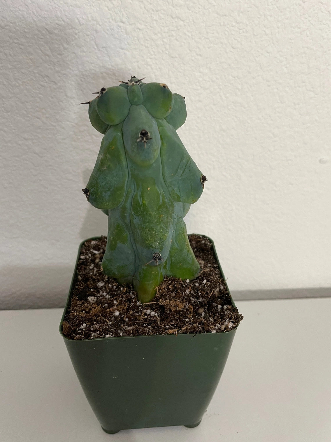 Boob Cactus