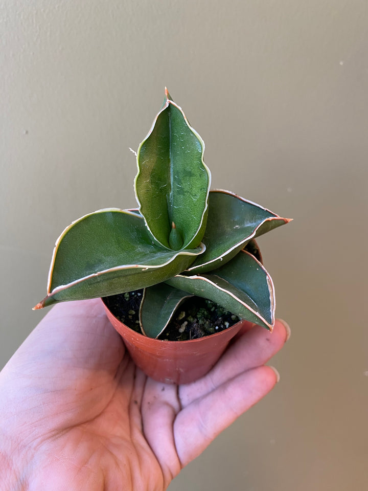 Snake Plant