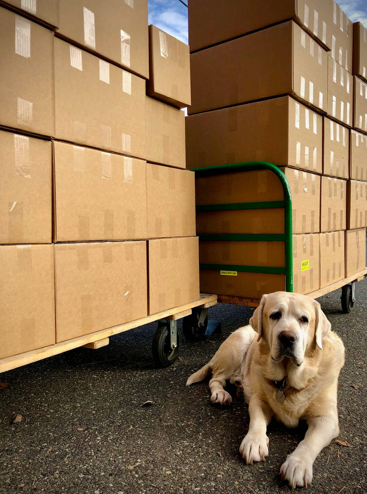 Garden in a Bag - Dog Grass