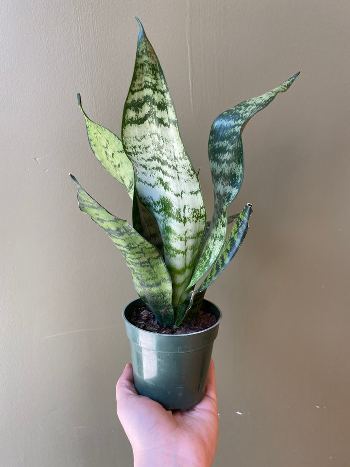 Snake Plant