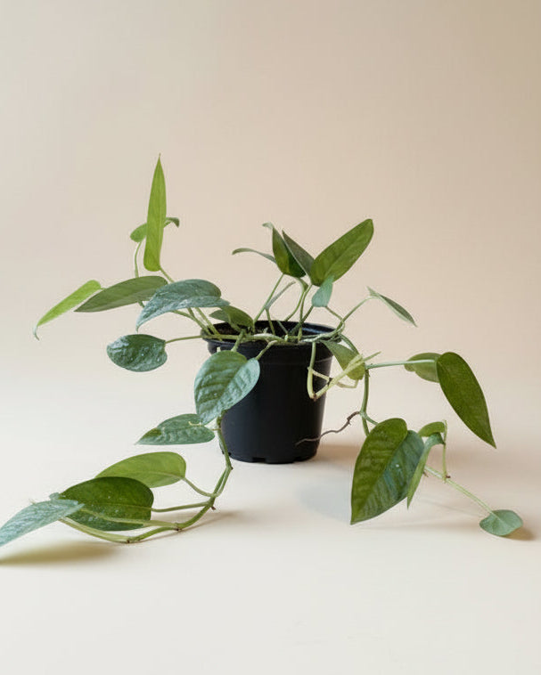 efeutute cebu blue Pothos Cebu Blue