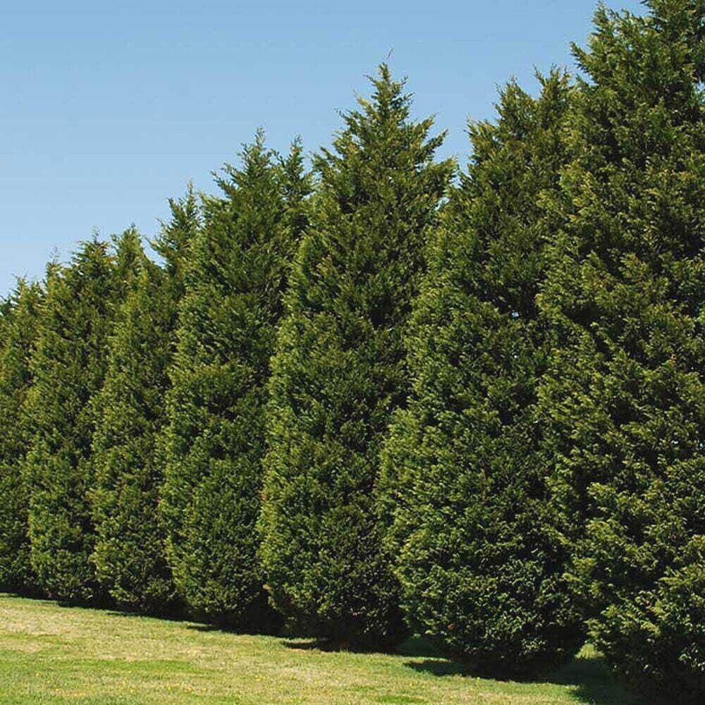 Leyland Cypress Tree – The Old Yew Plant Shop