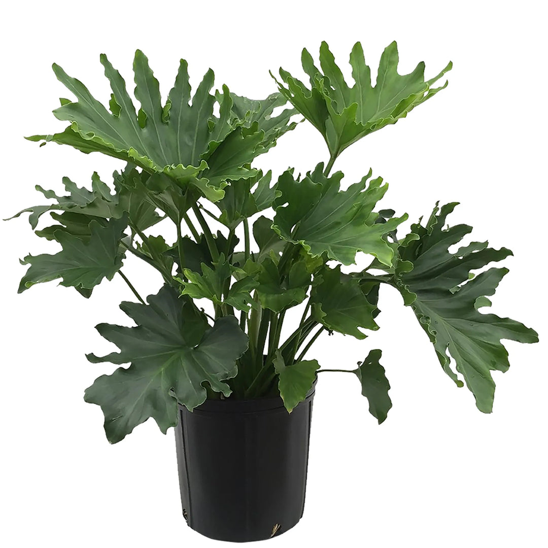 Philodendron 'Hope'