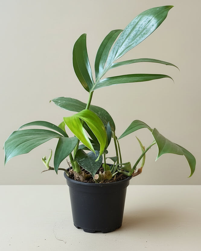 Rhaphidophora 'Dragon Tail' 6"