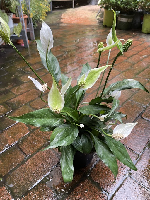 Peace Lily 'Domino'