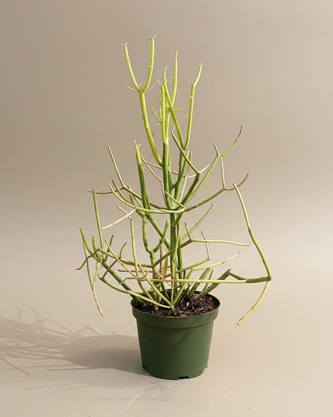 Pencil Cactus – The Old Yew Plant Shop