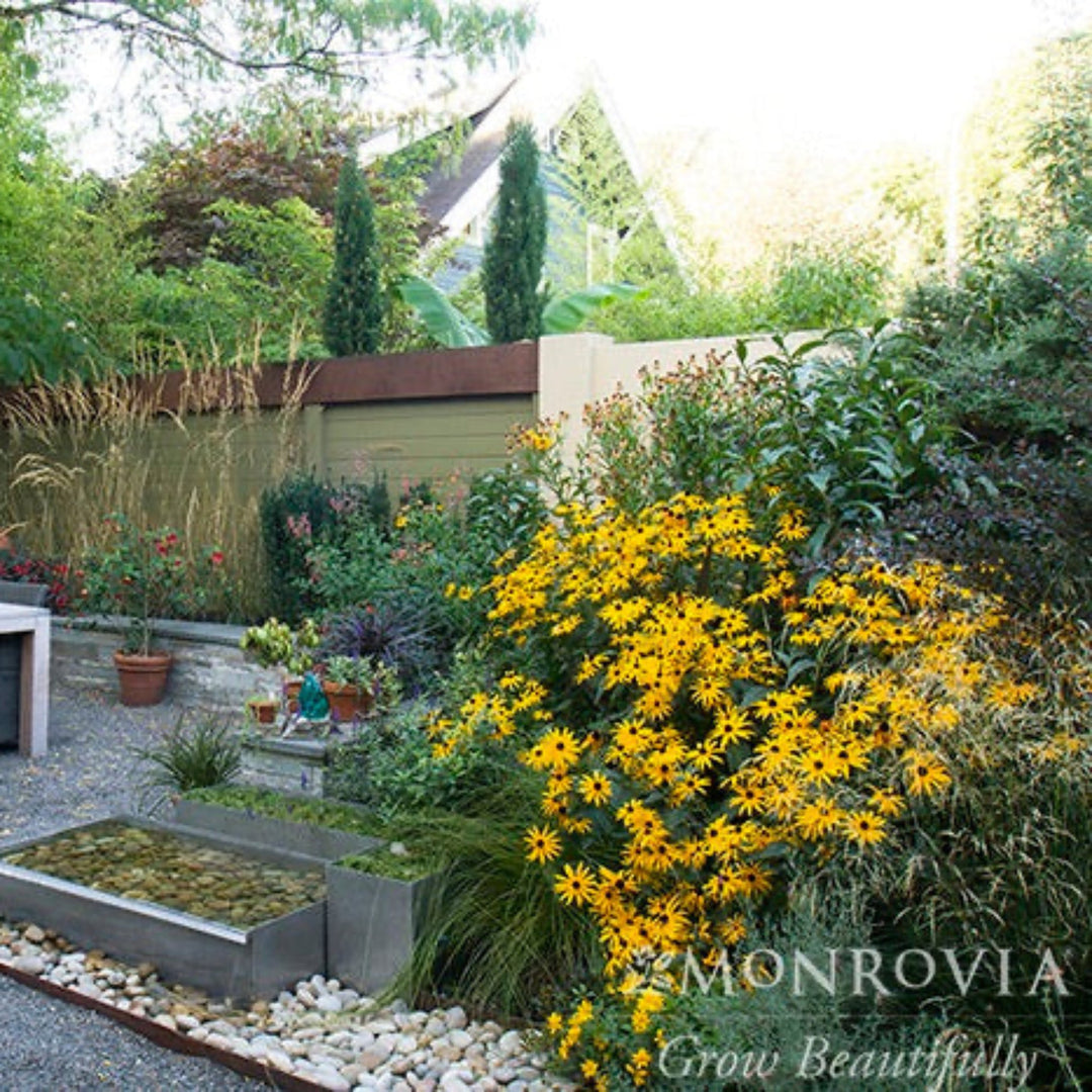 Goldsturm Black-Eyed Susan