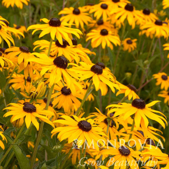 Goldsturm Black-Eyed Susan