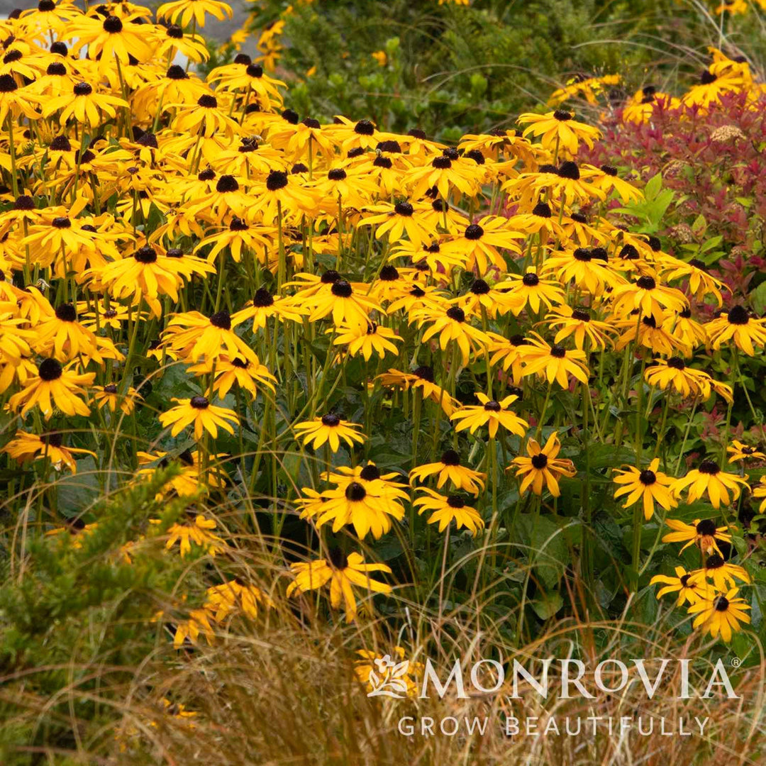 Goldsturm Black-Eyed Susan