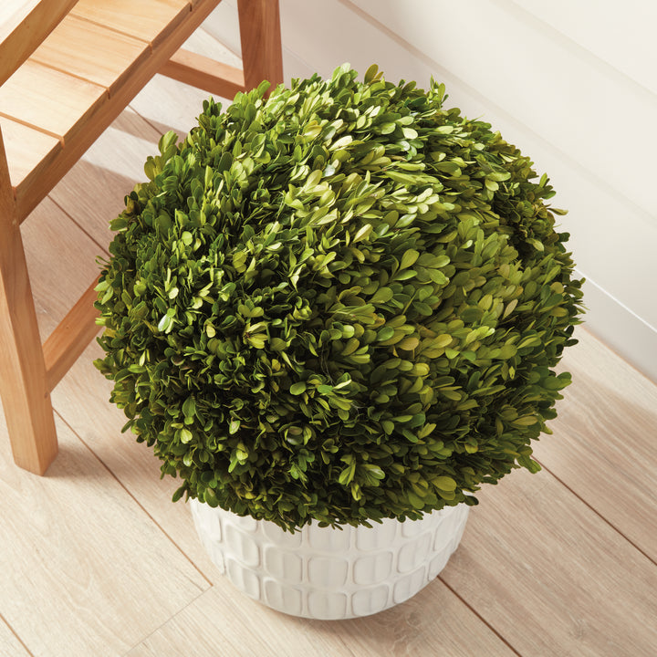 Preserved Boxwood Ball