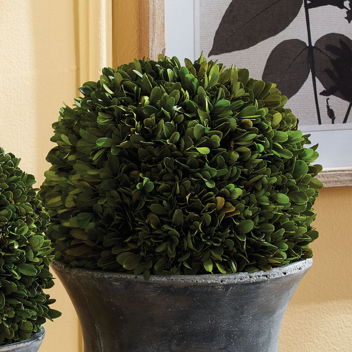 Preserved Boxwood Ball