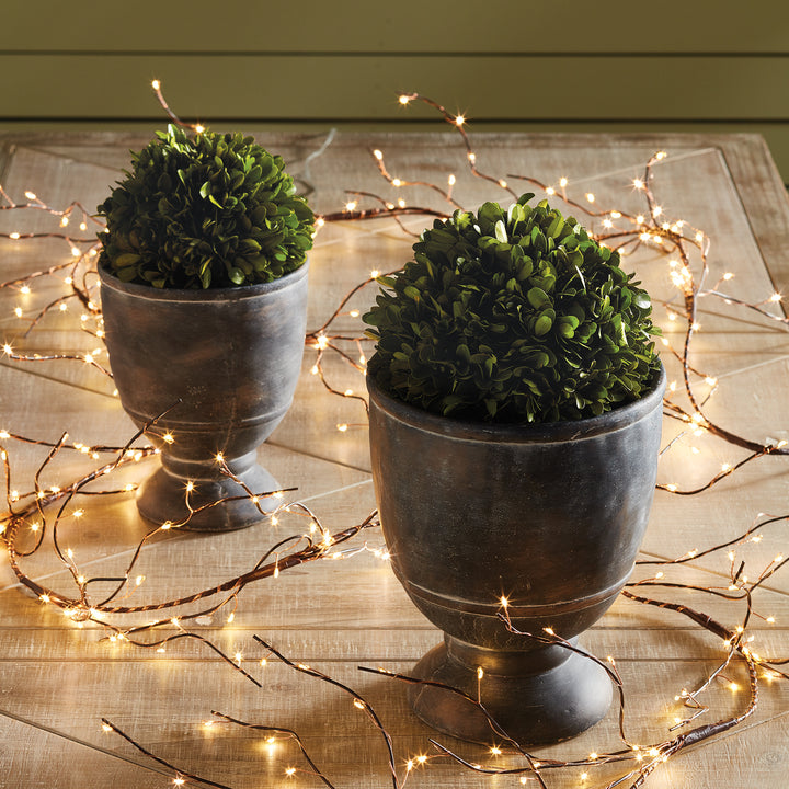 Preserved Boxwood Ball