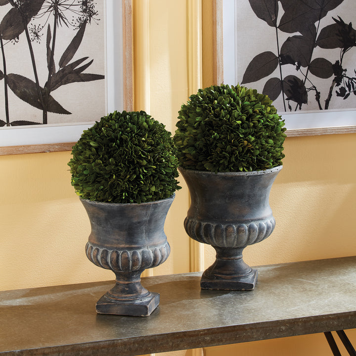 Preserved Boxwood Ball