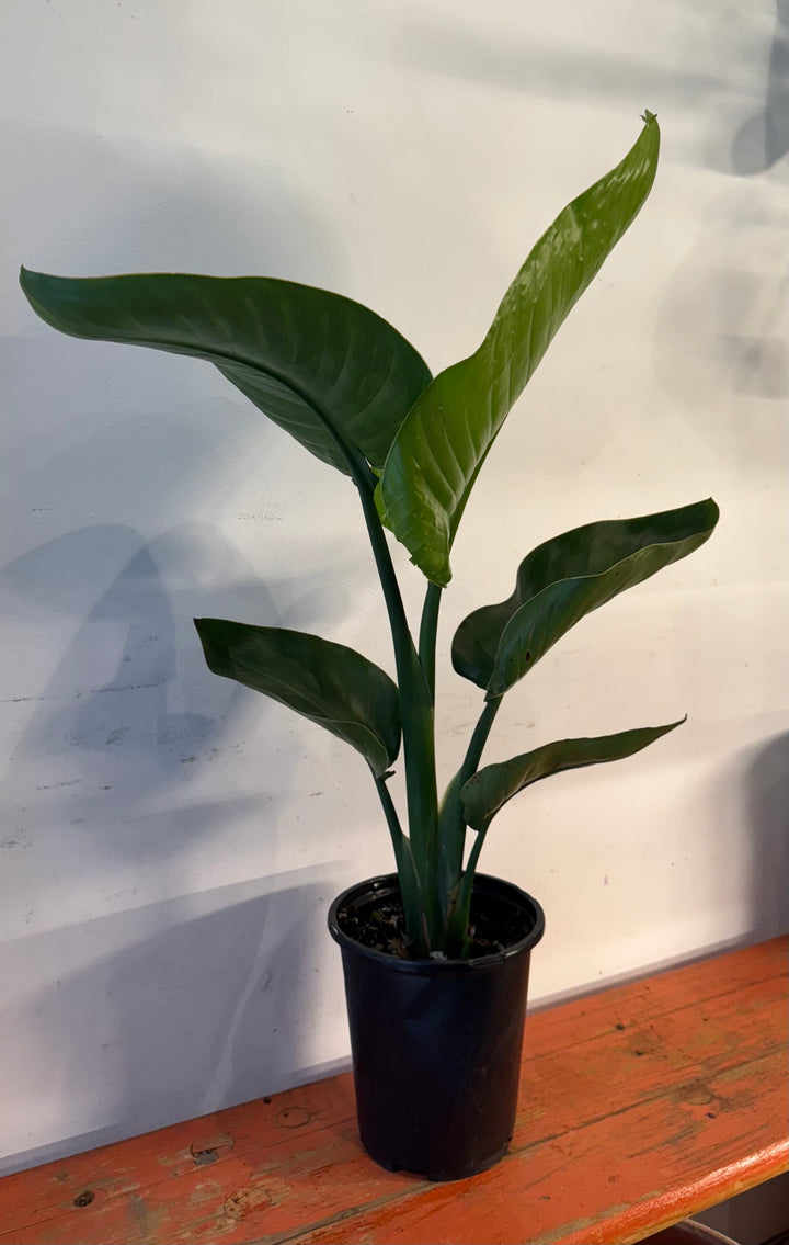 Bird of Paradise