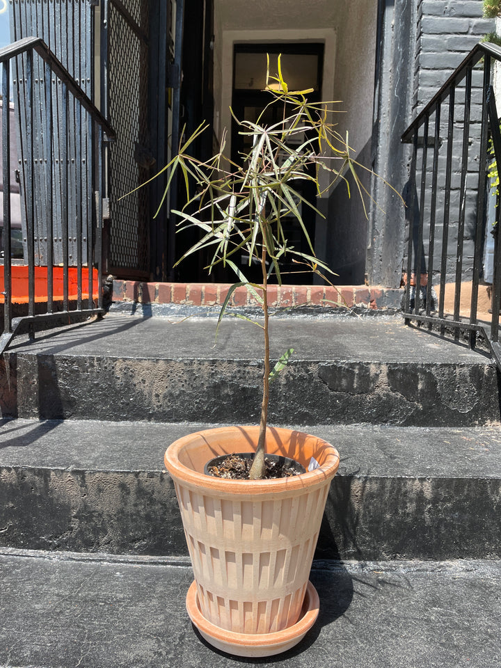 Australian Bottle Tree