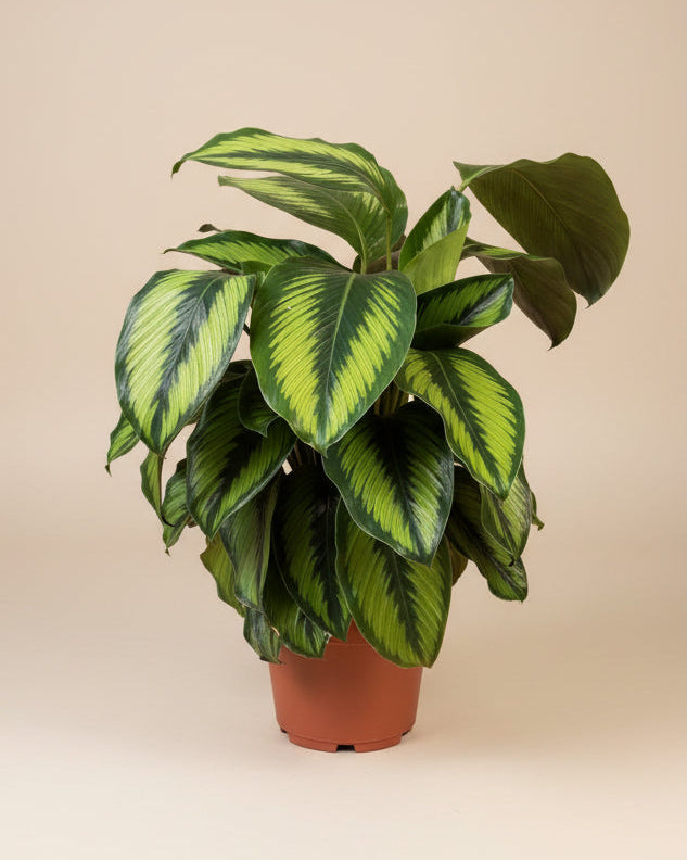 Calathea 'Beauty Star' – The Old Yew Plant Shop
