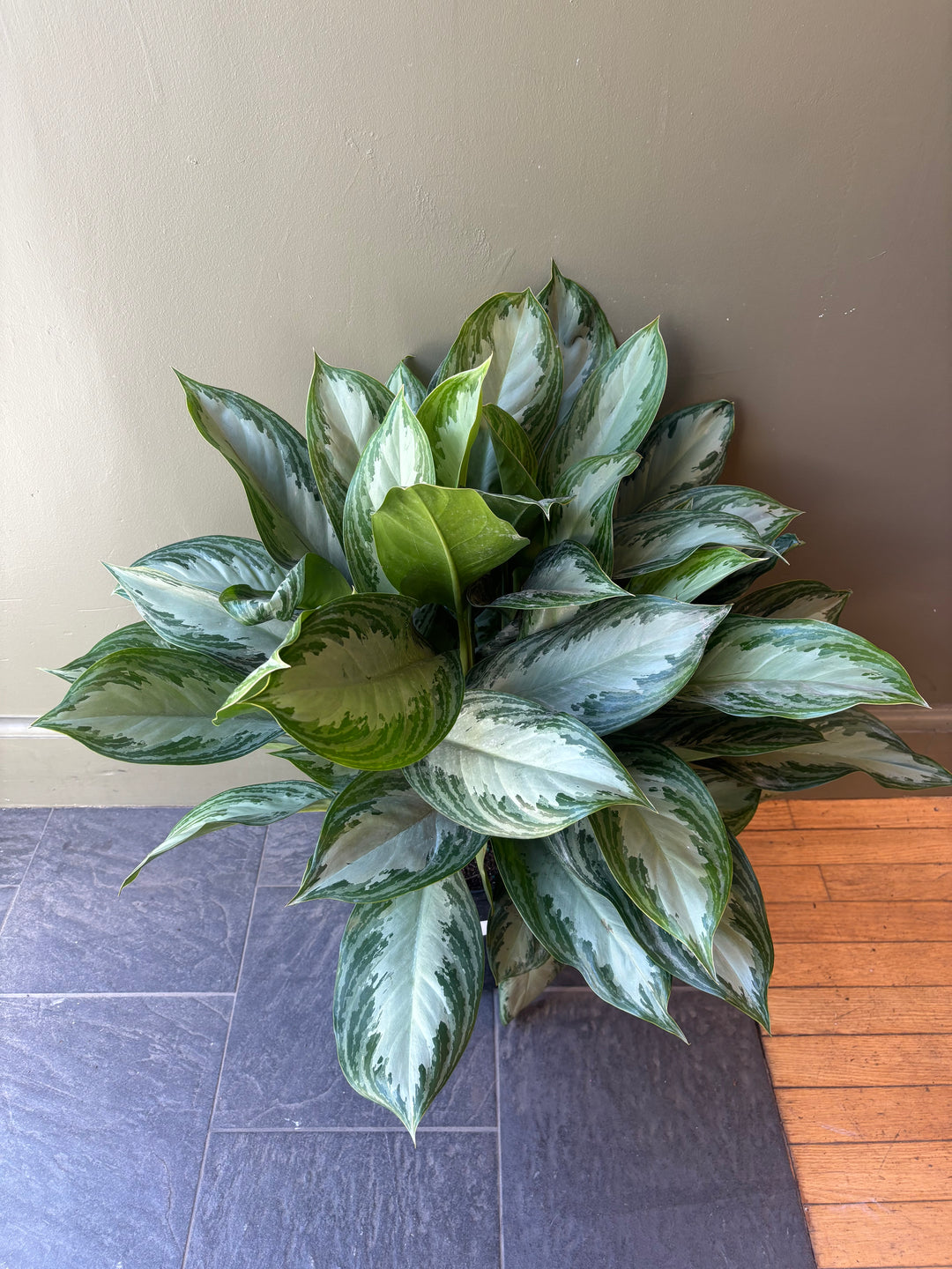 Aglaonema Silver Bay