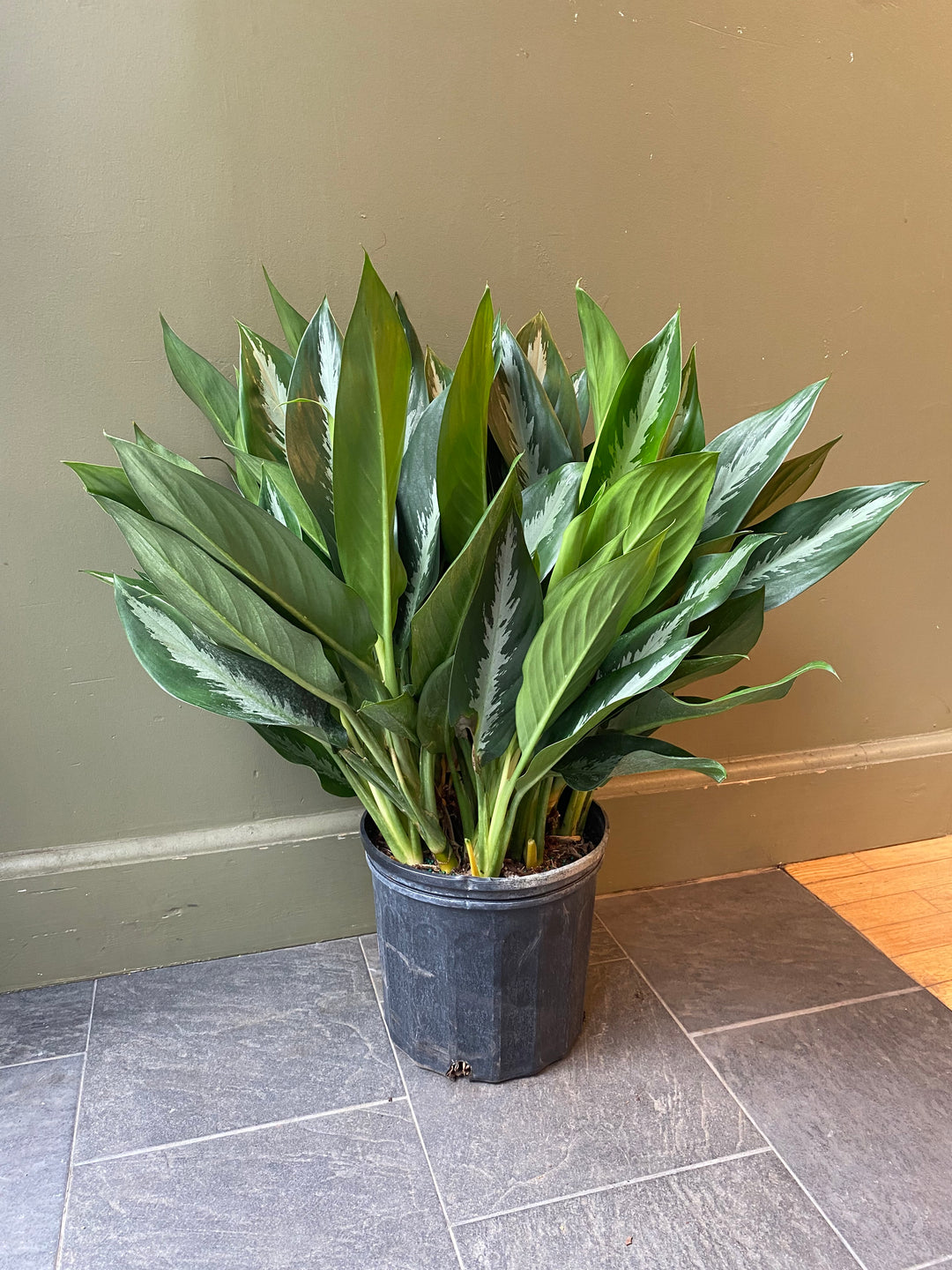 Aglaonema Stiletto