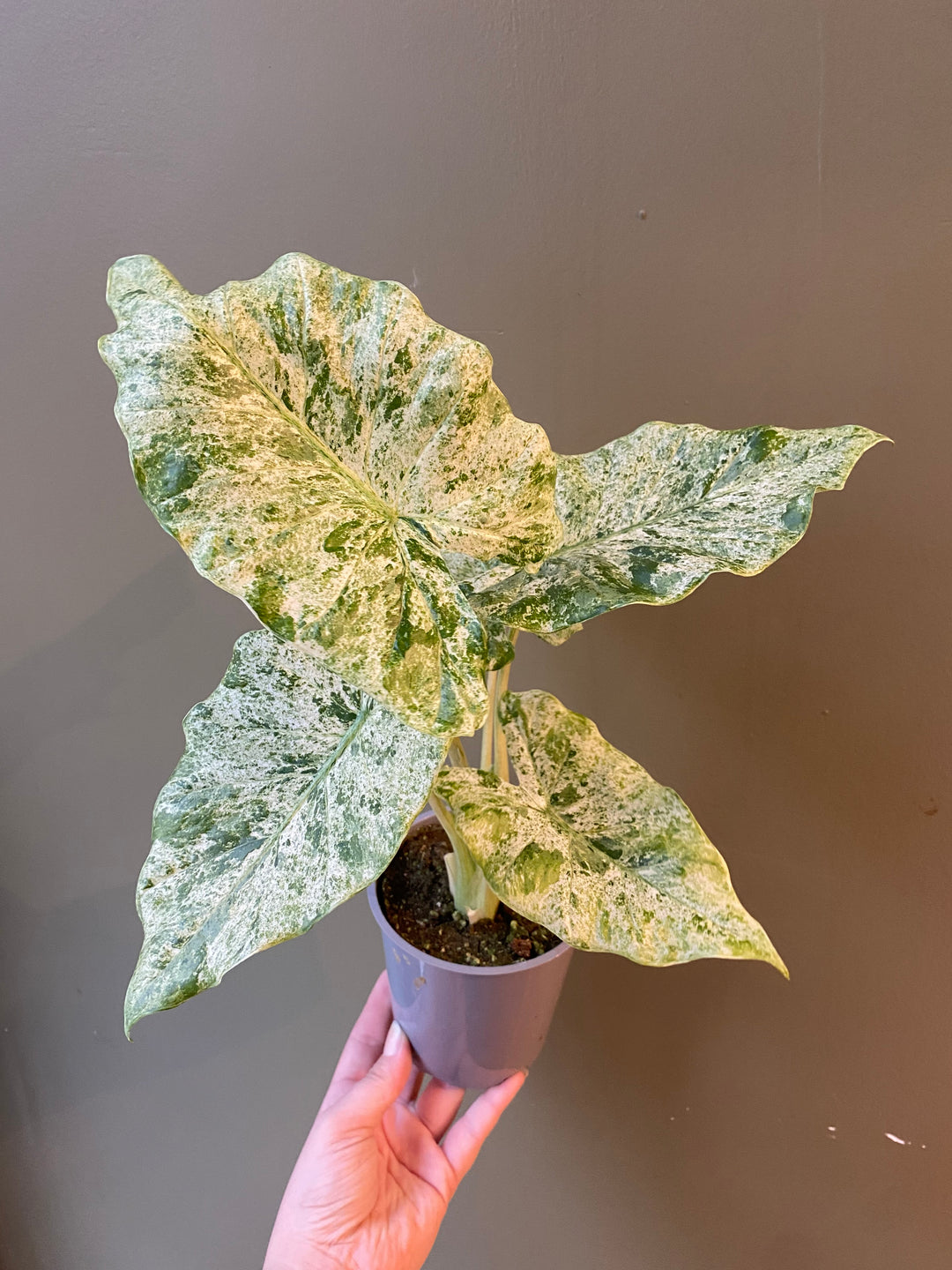 Alocasia Odora Variegata