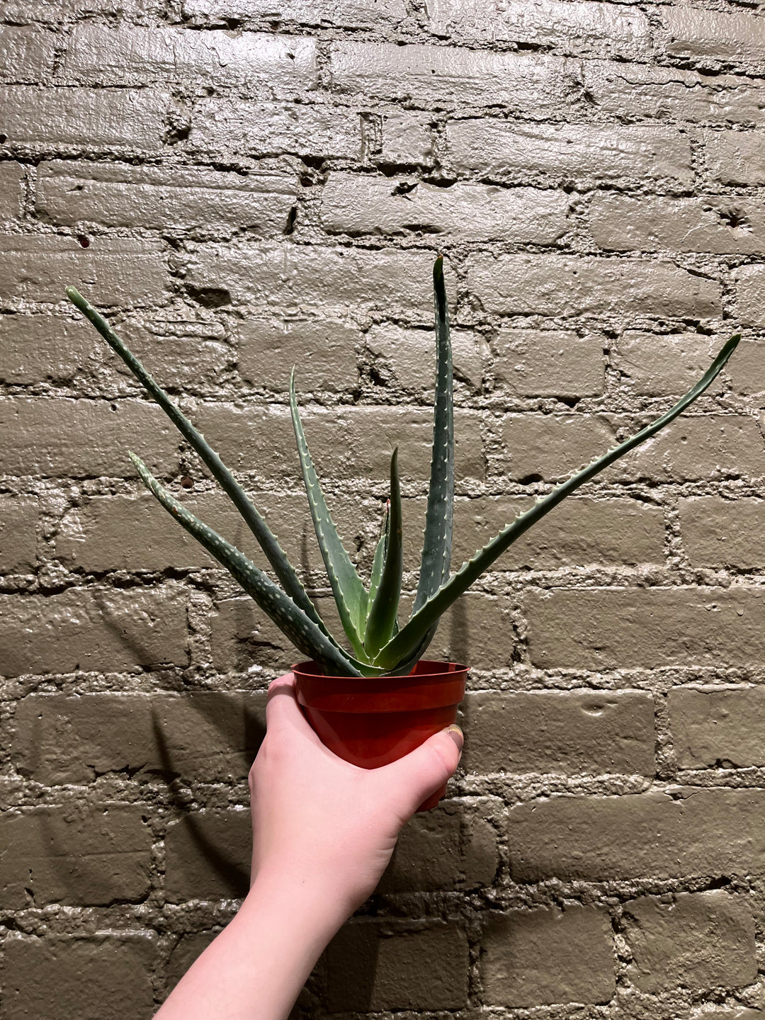 Aloe Vera