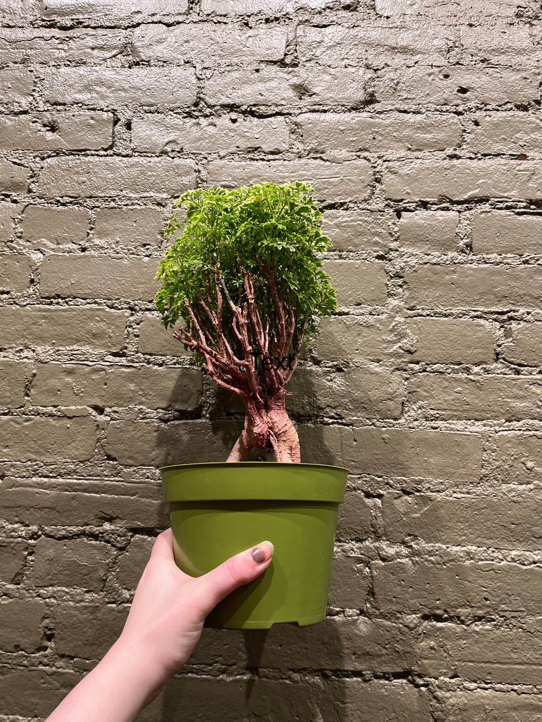 Ming Aralia 'Gold'