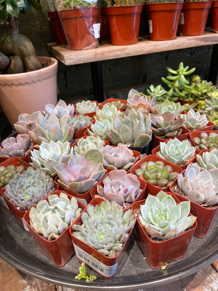 Succulent, Assorted
