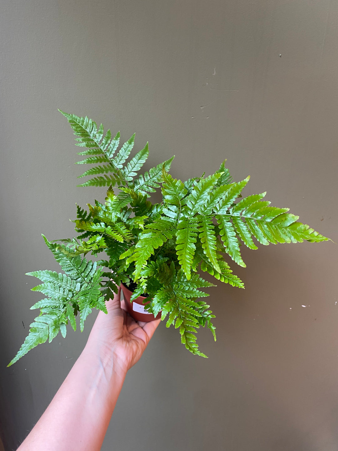 Autumn Fern