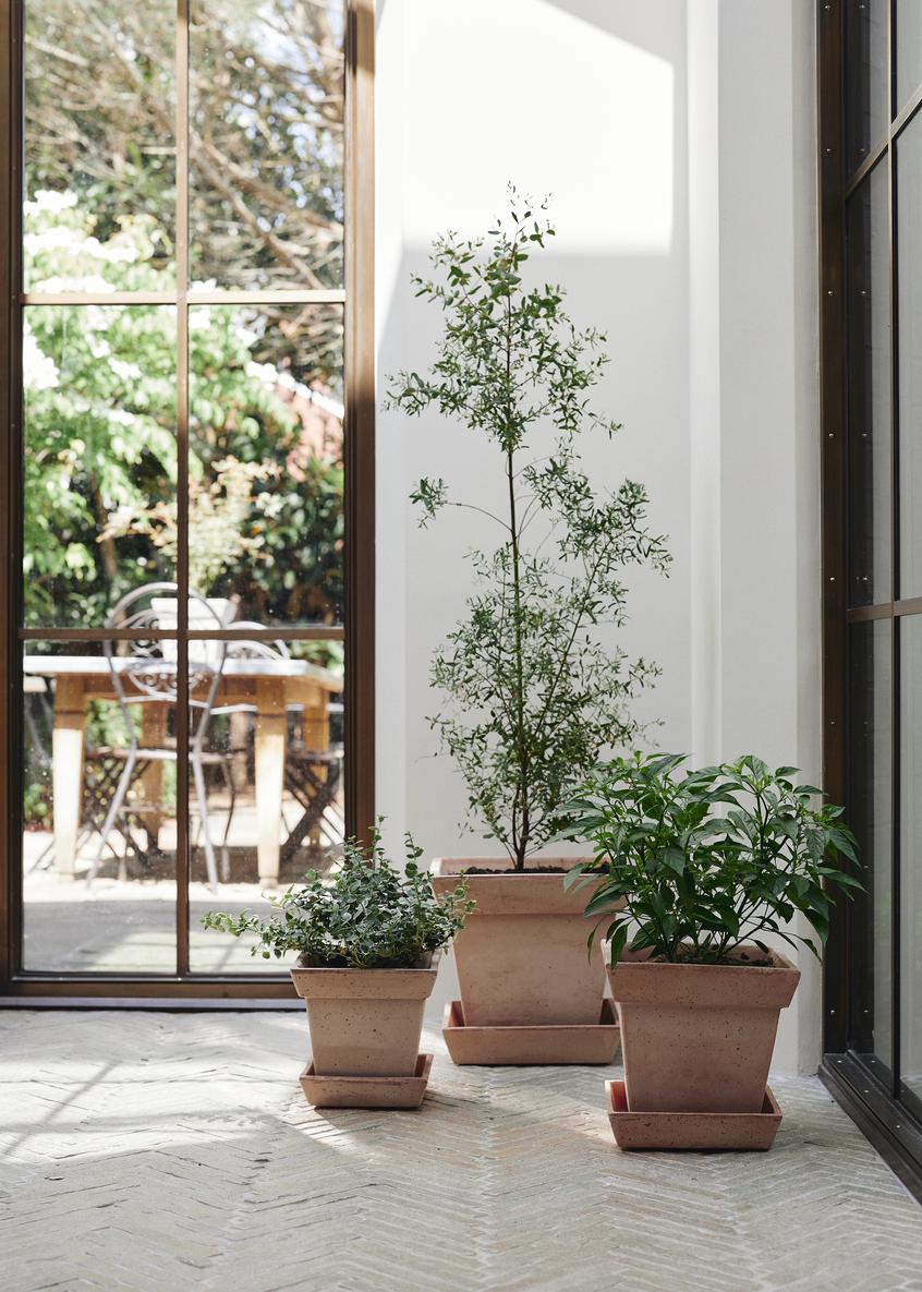 plants in square pot Bergs Square Pot – The Old Yew Plant Shop