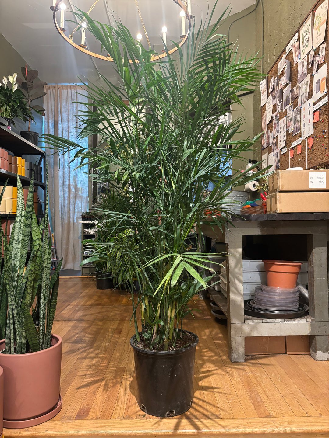 Bamboo Palm