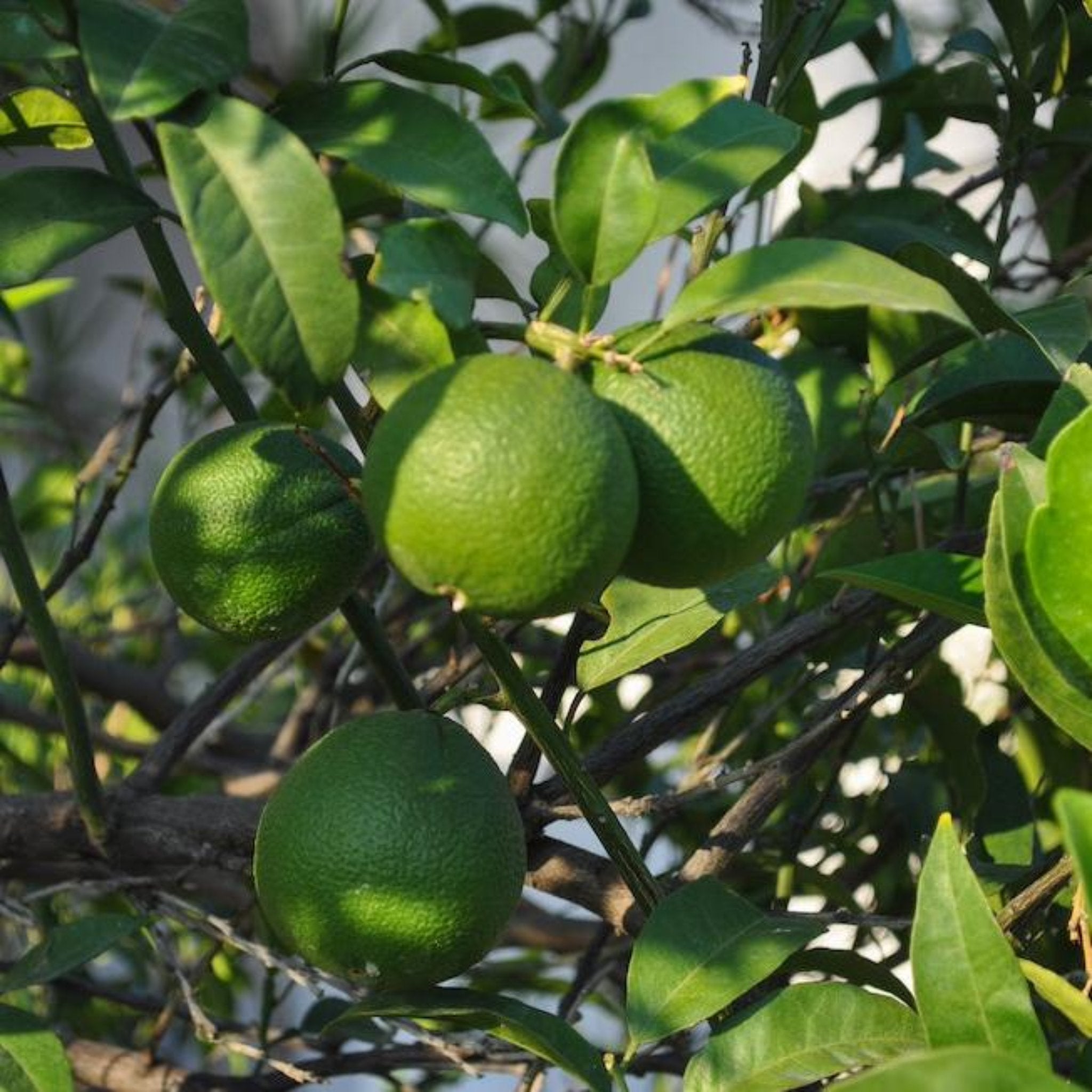 Bearss Or Mexican Lime? Which Reigns Supreme In Your Cocktails? - m6za9eg