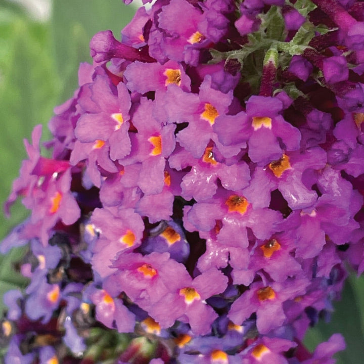 Birthday Cake™ Butterfly Bush