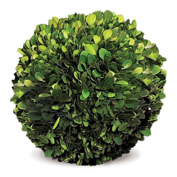 Preserved Boxwood Ball