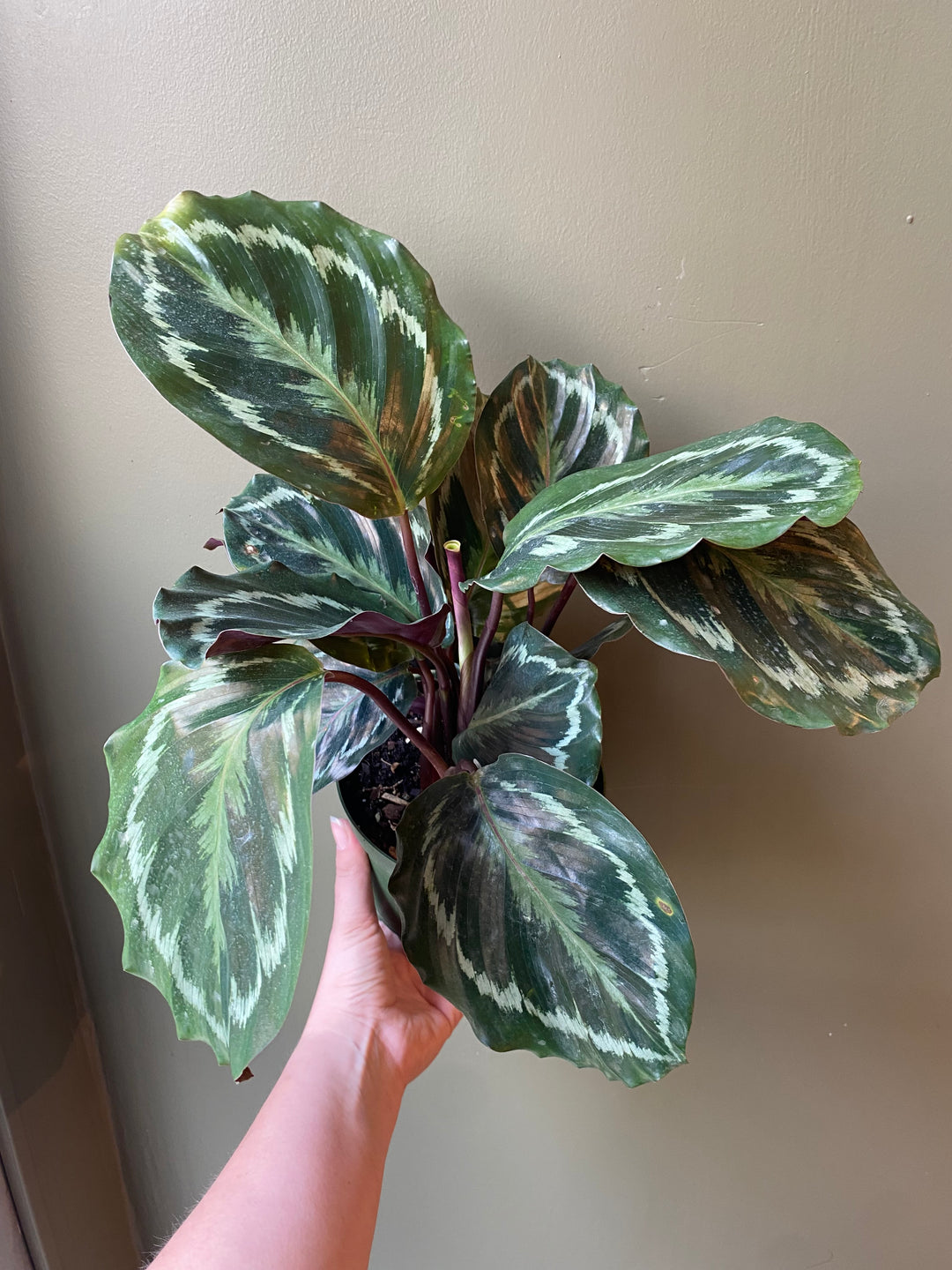 Calathea 'Medallion'