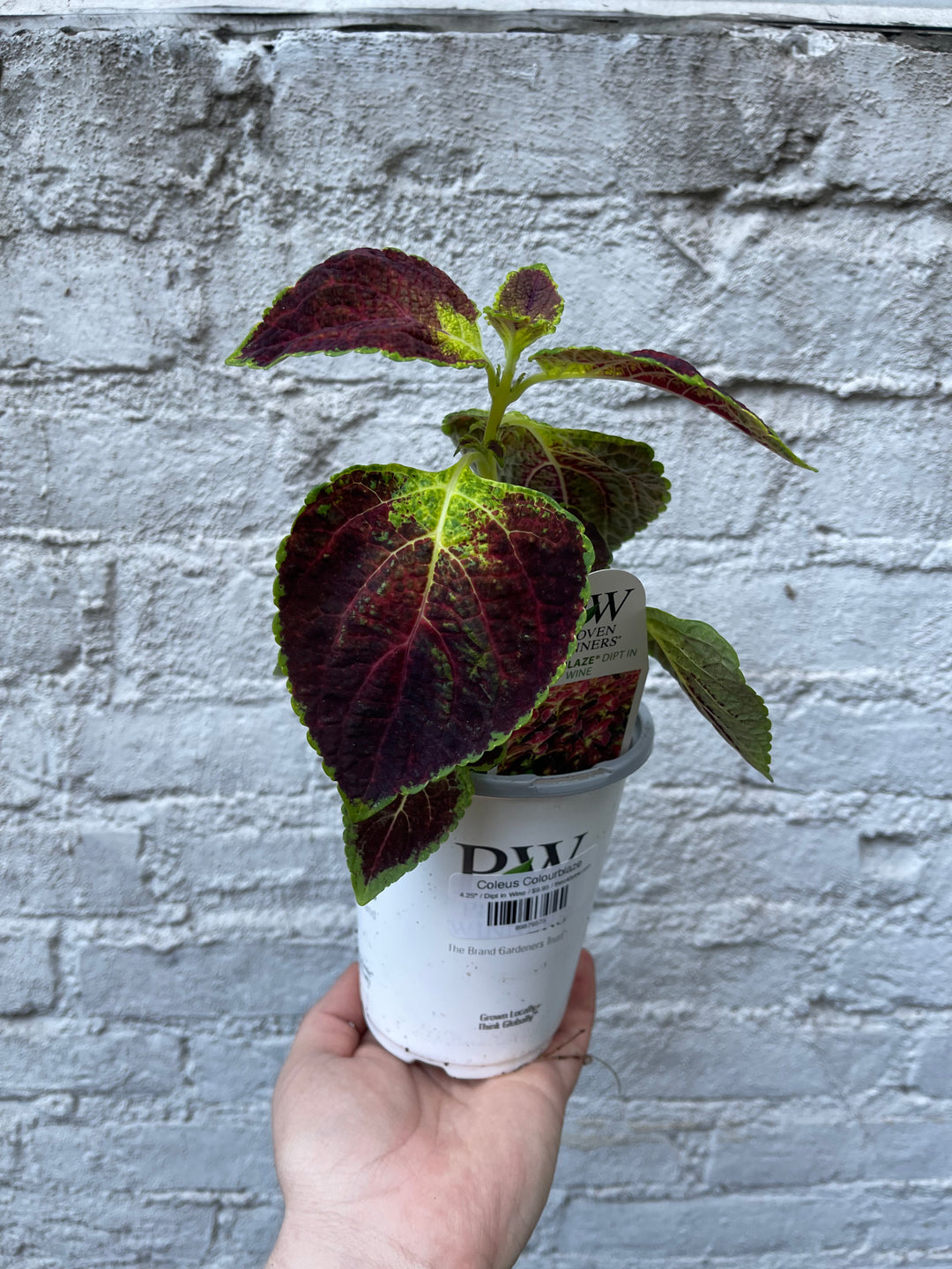 Coleus Colorblaze