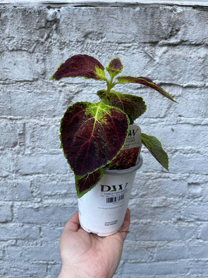 Coleus Colorblaze