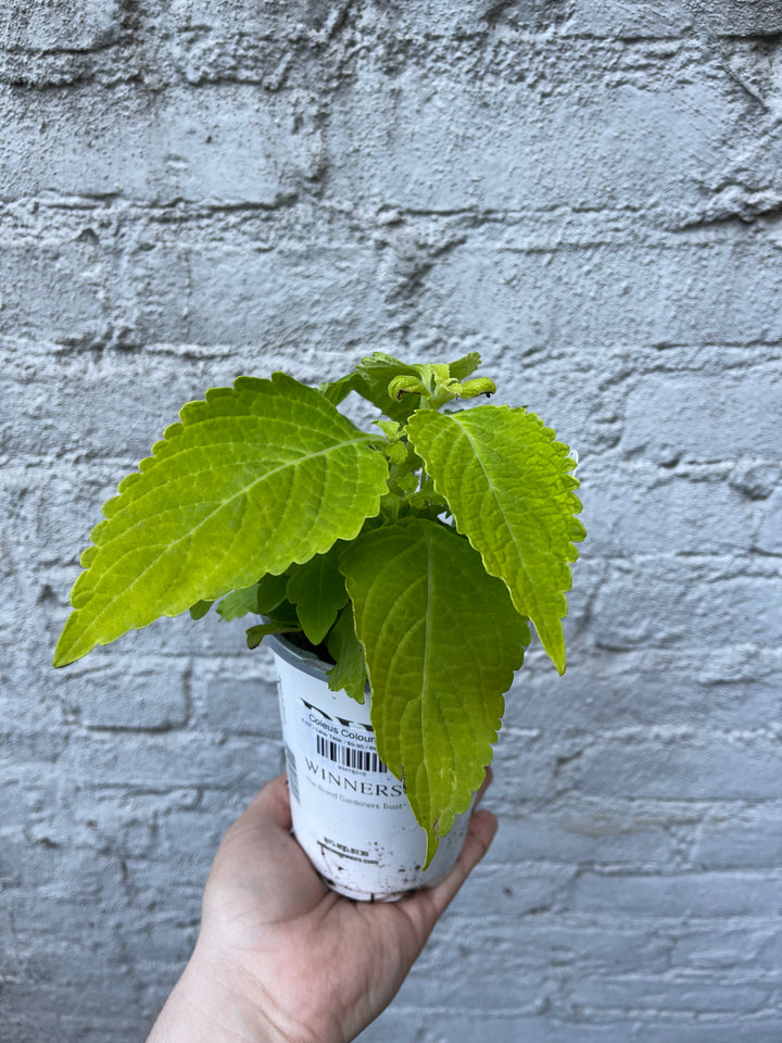 Coleus Colorblaze