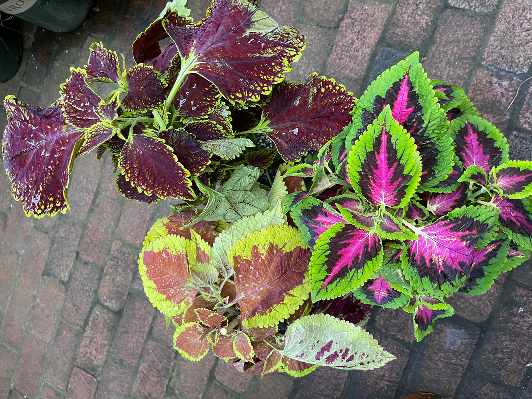 Coleus