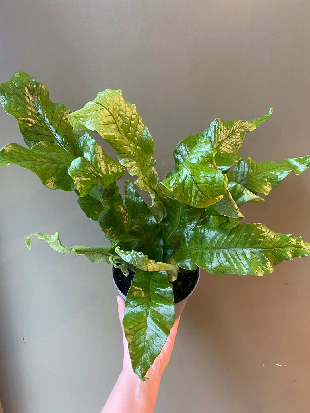 Crocodile Fern