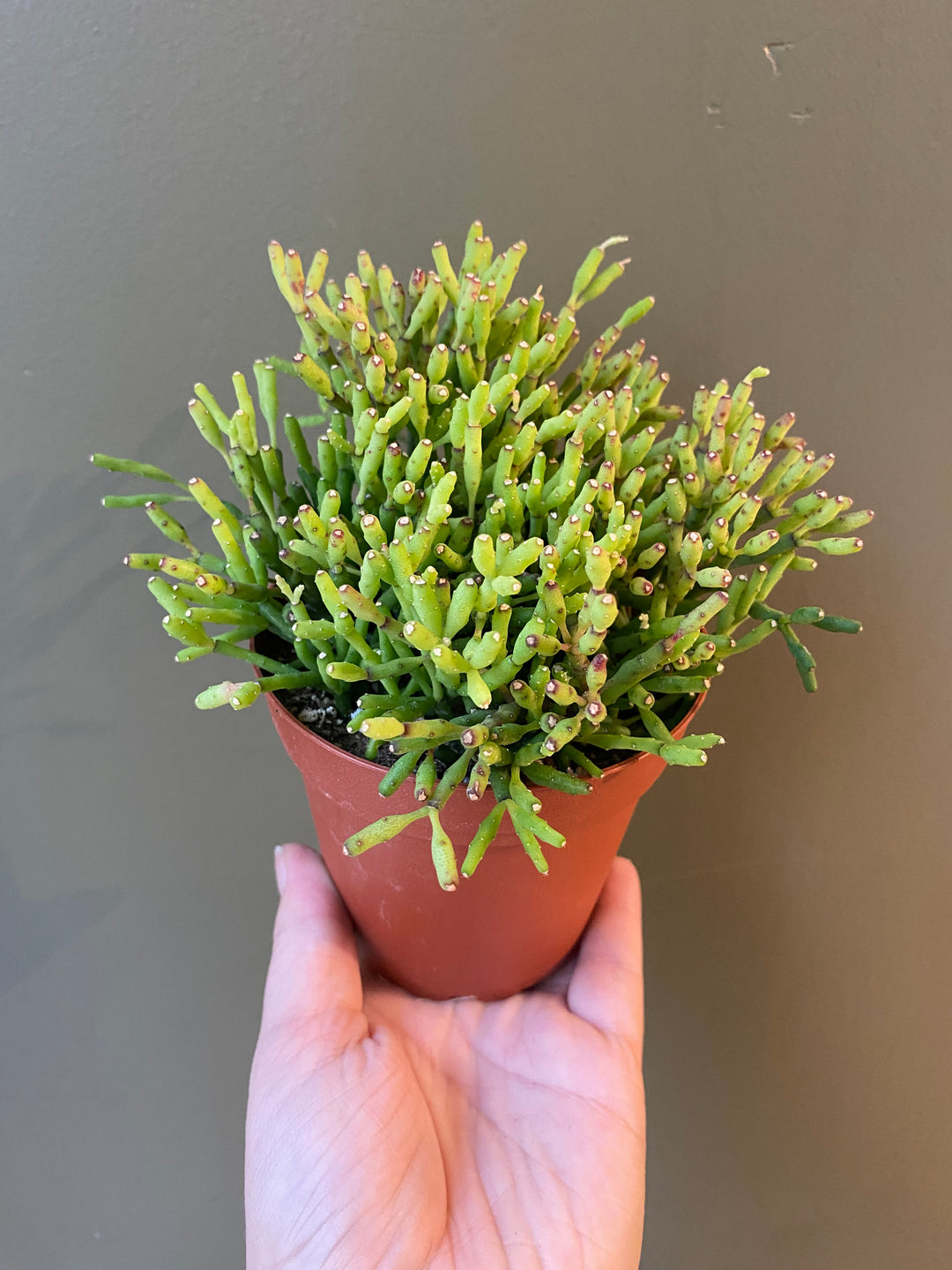 Rhipsalis 'Dancing Bones'