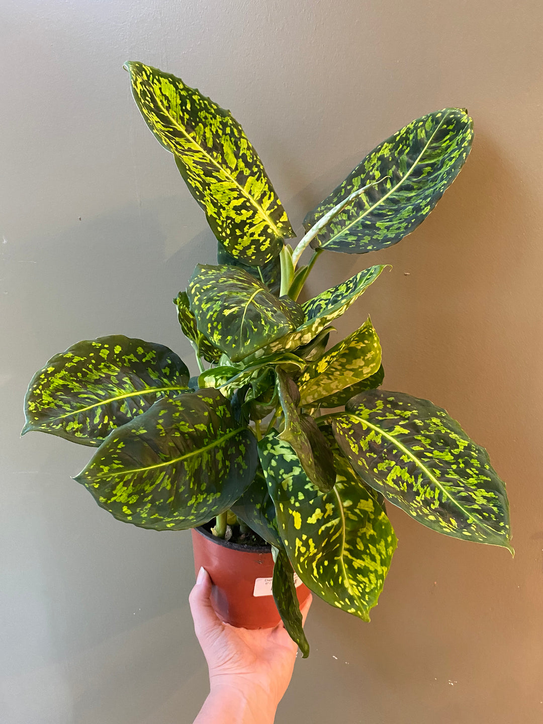 Dieffenbachia 'Reflector'
