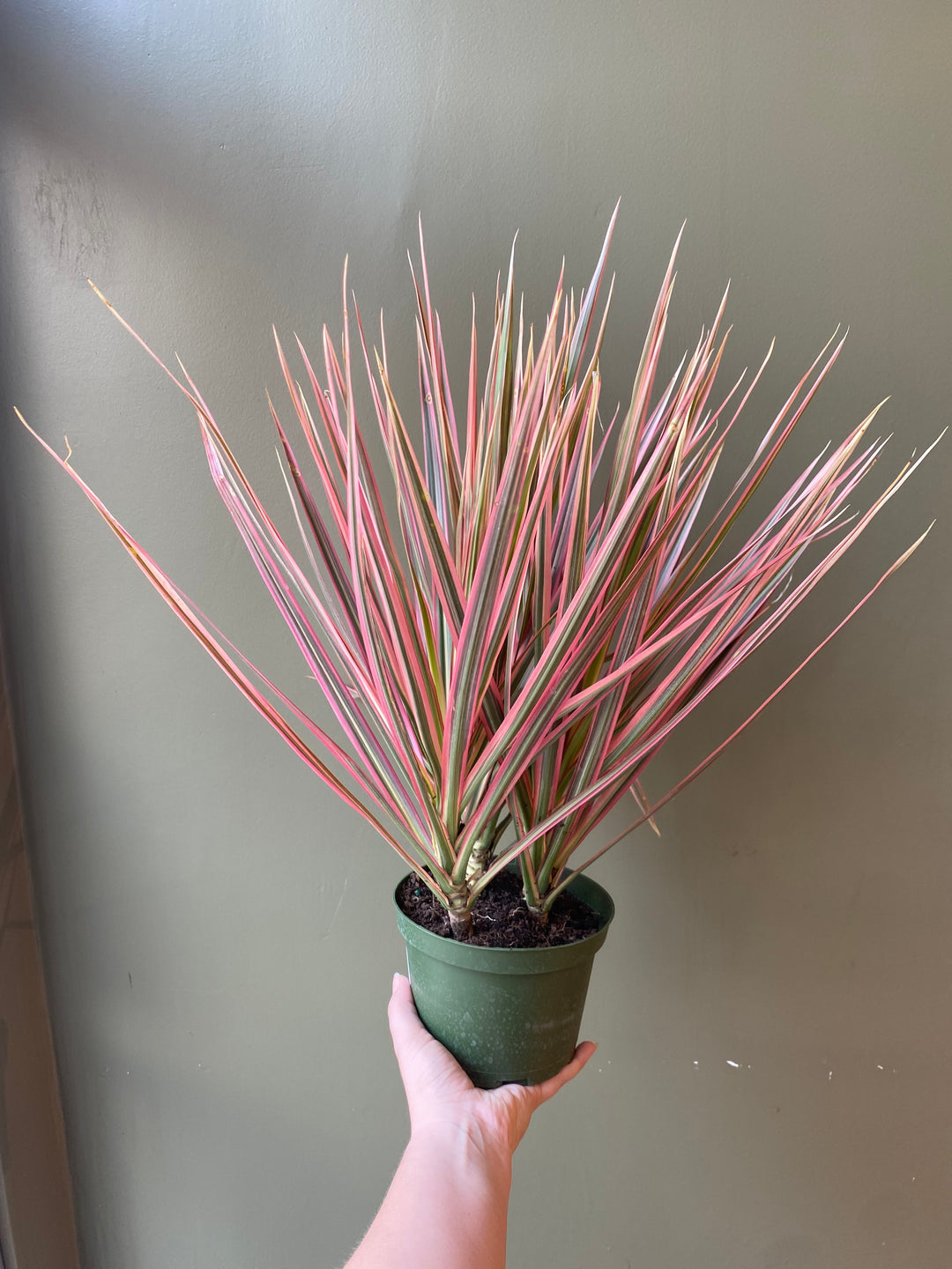 Dracaena 'Colorama'